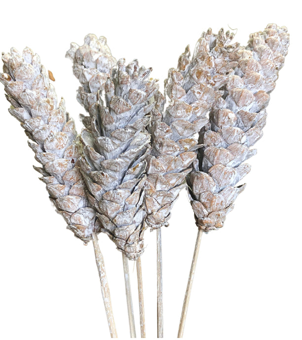 Strobus on Stem | Bundle of 5 Stems