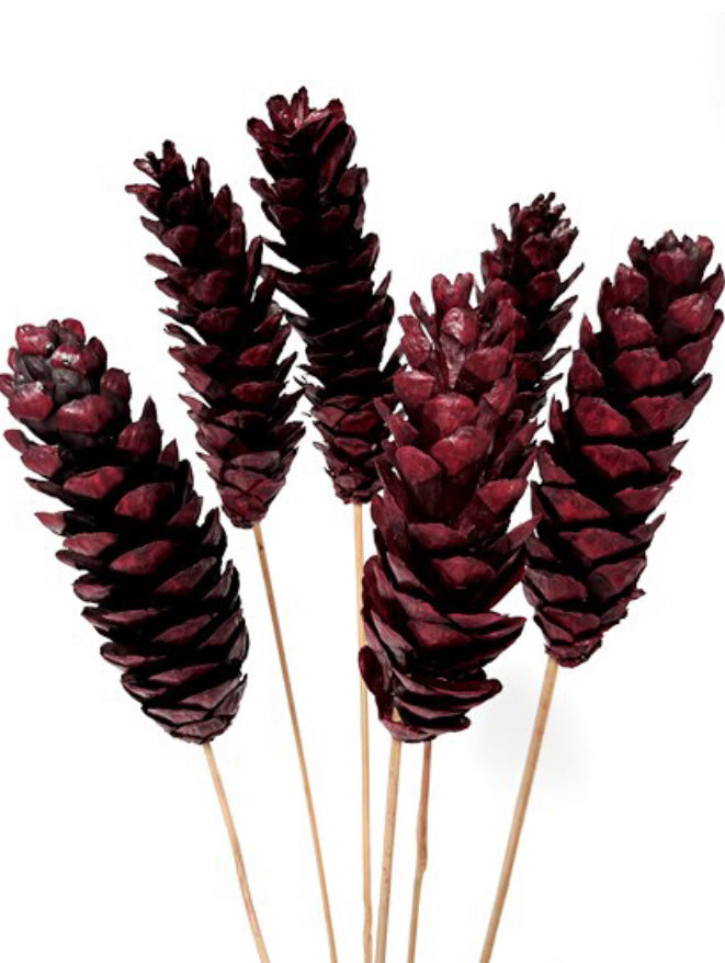 Burgundy Strobus on Stem | Bundle of 5 Stems