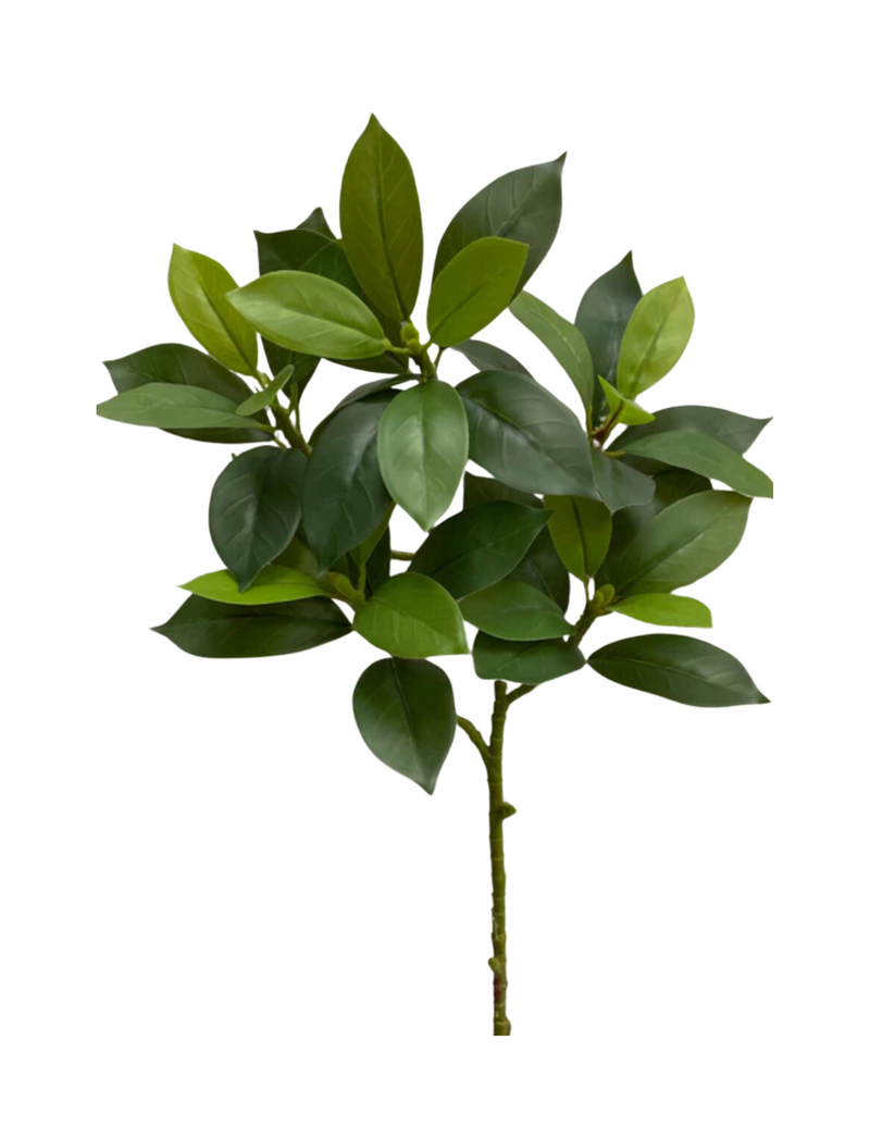 Gardenia Leaf Stem